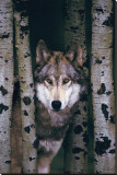 Buy Gray Wolf at AllPosters.com