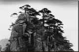 Stange Pines, Huangshan, China