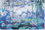 Water Lilies