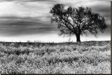 Tree in a Field, Severville, Tennessee