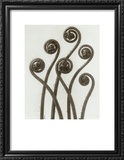 Buy Adiantum Pedatum, Hair Fern at AllPosters.com