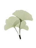 Buy Ginko I at AllPosters.com