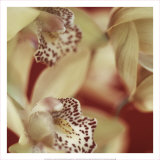 Buy Cymbidium Flow I at AllPosters.com