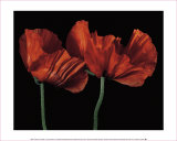 Buy Papaver Orientale I at AllPosters.com