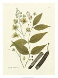 Buy Nature's Elegance III at AllPosters.com