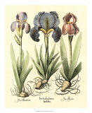 Bulb Garden I