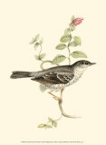 Buy Barred Warbler at AllPosters.com