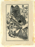 Crackled Butterfly IV