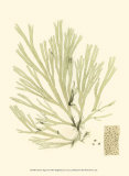 Buy Marine Algae II at AllPosters.com
