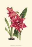 Buy Amaryllis Blooms III at AllPosters.com