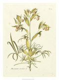 Buy Nature's Elegance IV at AllPosters.com
