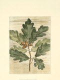 Buy Weathered Maple Leaves I at AllPosters.com