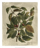 Buy Deshayes Tree II at AllPosters.com