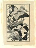 Crackled Butterfly III