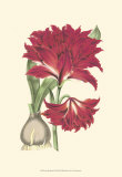 Buy Amaryllis Blooms II at AllPosters.com