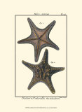 Buy Sea Shells XII at AllPosters.com