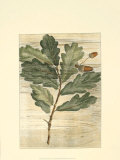 Buy Weathered Maple Leaves II at AllPosters.com