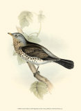 Buy Fieldfare at AllPosters.com