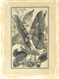 Crackled Butterfly II