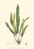 Buy Curtis Ferns IV at AllPosters.com