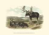 Moose Deer