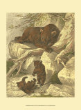 Buy Small Brown Bear at AllPosters.com