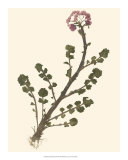 Pressed Botanical II