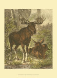 Buy Small Moose at AllPosters.com
