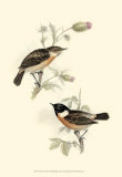 Buy Stone-Chat at AllPosters.com