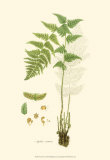 Buy Curtis Ferns I at AllPosters.com