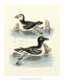 Aquatic Birds II