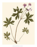 Pressed Botanical III