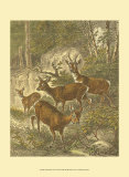 Buy Small Roe Deer at AllPosters.com