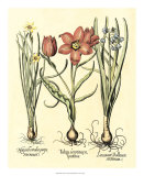 Bulb Garden IV