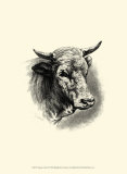 Buy Antique Cattle II at AllPosters.com