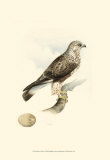 Buy Meyer's Hawk II at AllPosters.com