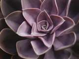 Buy Echeveria I at AllPosters.com