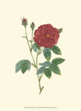 Buy Crimson Beauty I at AllPosters.com
