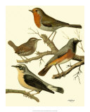 Buy Domestic Bird Family III at AllPosters.com