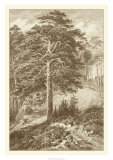 Buy Sepia Wild Pine at AllPosters.com