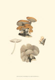 Buy Curtis Mushrooms I at AllPosters.com
