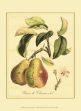 Buy Petite Tuscan Fruits IV at AllPosters.com