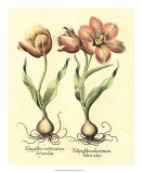 Bulb Garden III