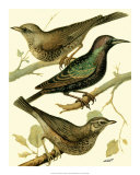Buy Domestic Bird Family IV at AllPosters.com