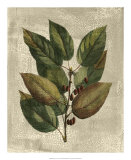 Buy Deshayes Tree IV at AllPosters.com