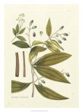 Buy Nature's Elegance I at AllPosters.com