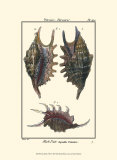 Buy Sea Shells VIII at AllPosters.com