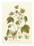 Buy Nature's Elegance II at AllPosters.com