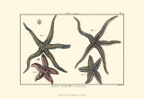 Buy Sea Shells IX at AllPosters.com