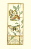 Tandem Butterflies IV